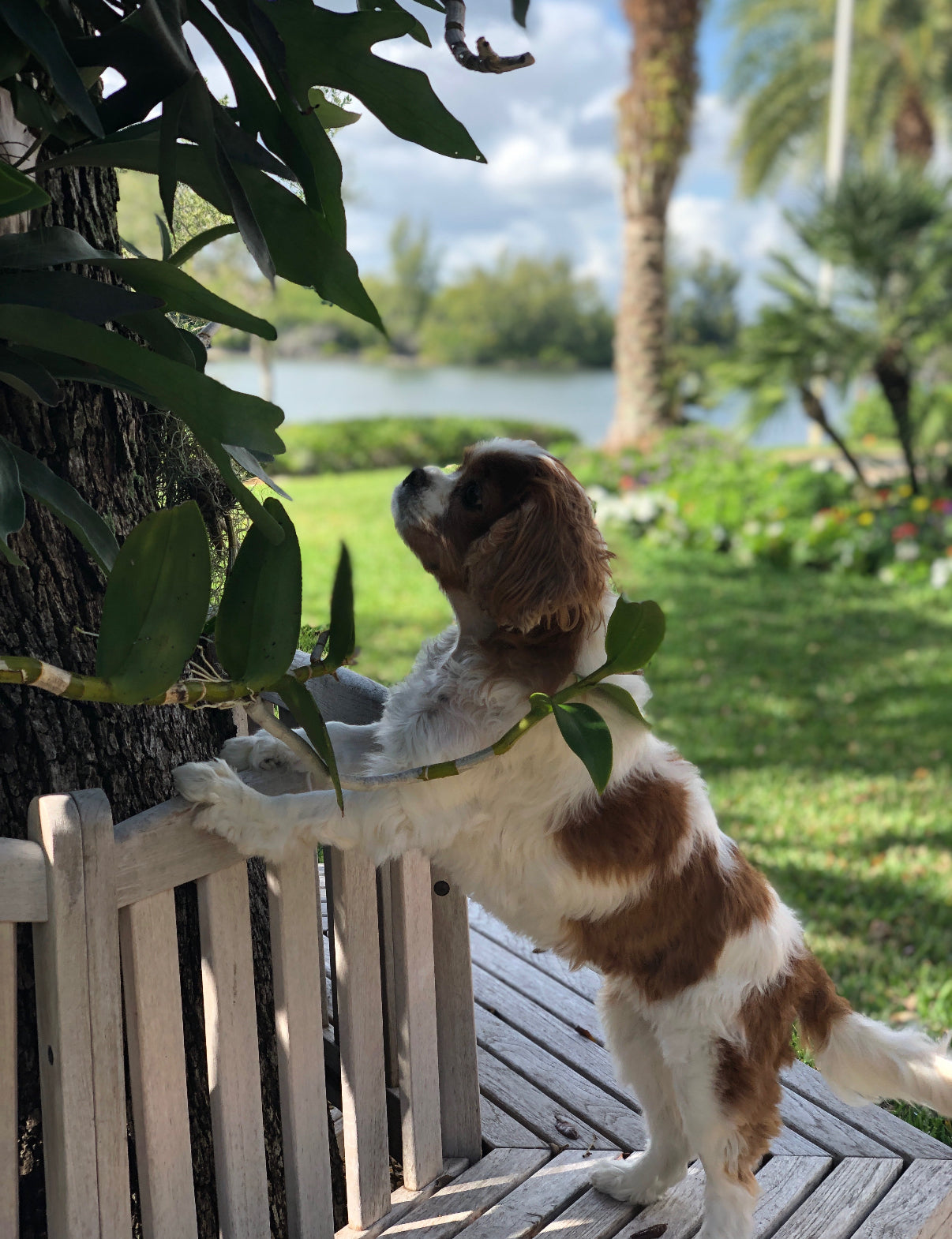 Mini Cavalier (Blenheim)