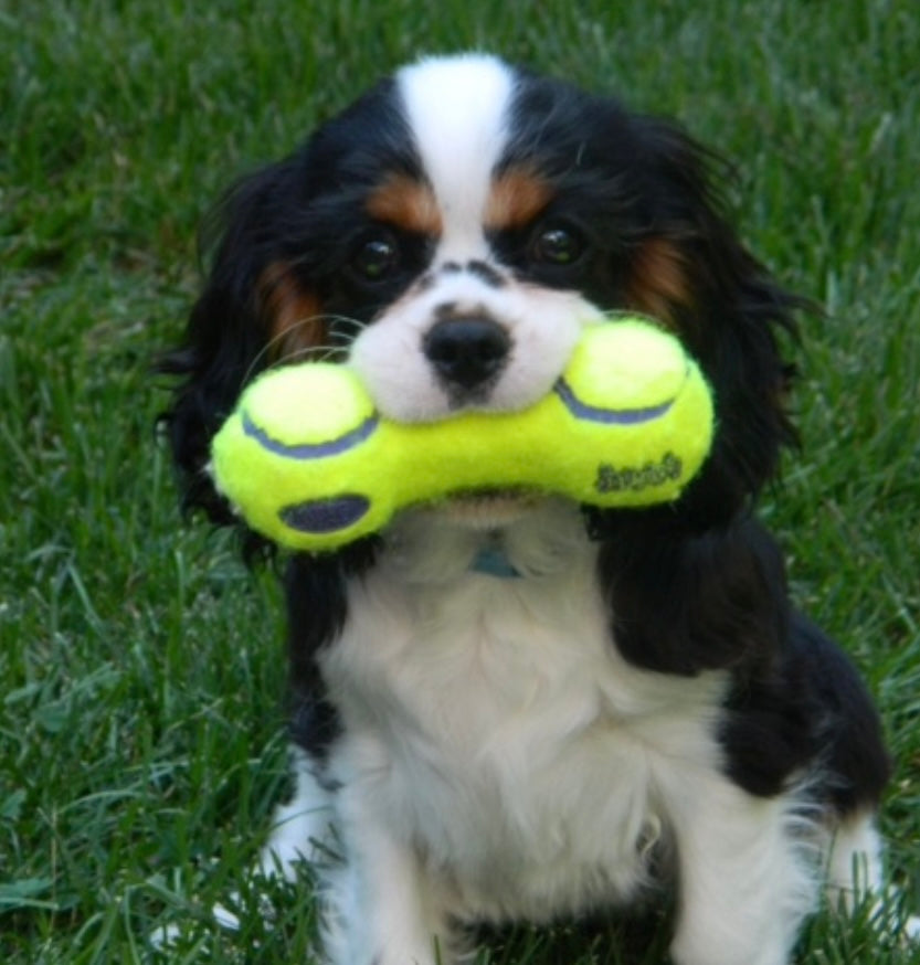 Mini Cavalier (Tri-Color)